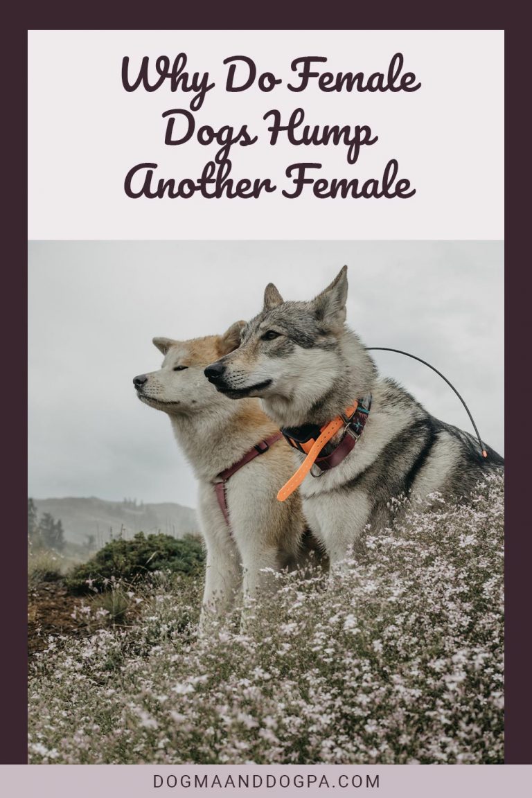 Why Do Female Dogs Hump Another Female Dogma & Dogpa