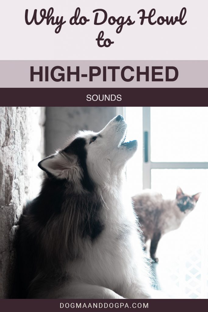 Why do Dogs Howl to HighPitched Sounds Dogma & Dogpa