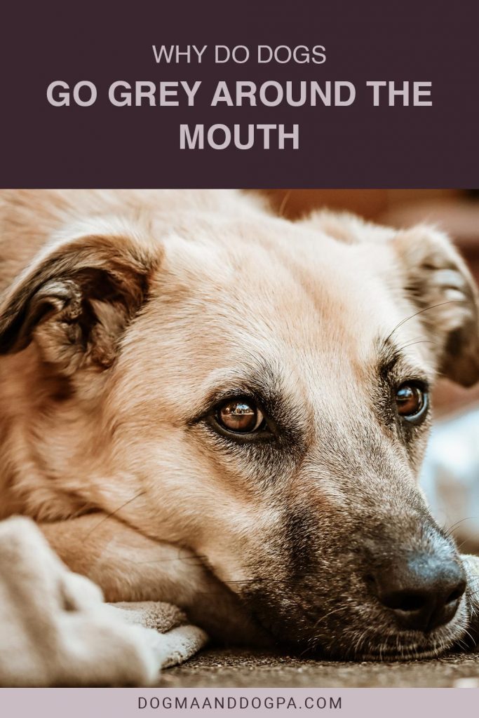 Why do Dogs go Grey Around the Mouth Dogma & Dogpa