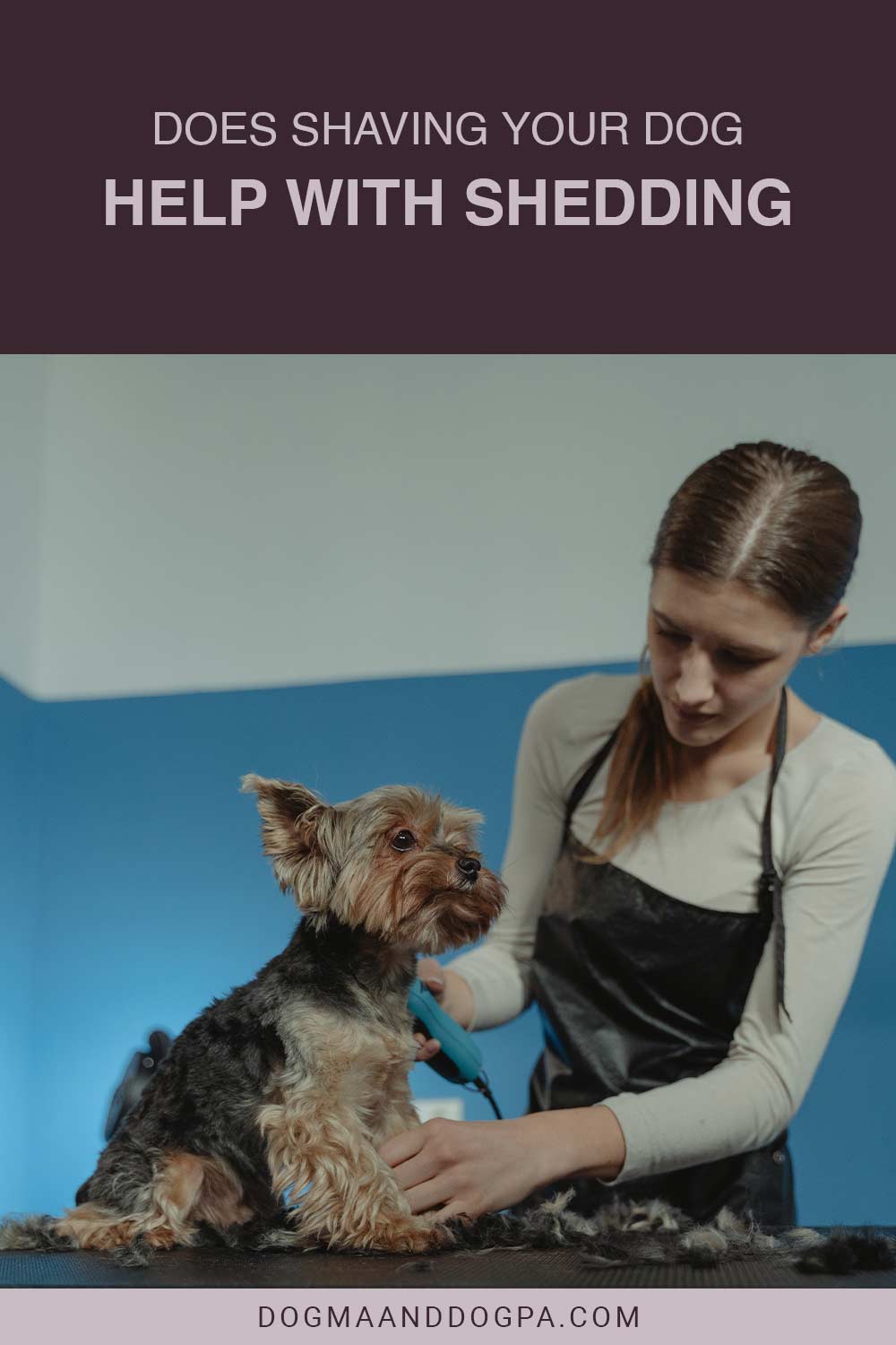 Woman shaving a puppy with an electric shaver - Does Shaving Your Dog Help With Shedding