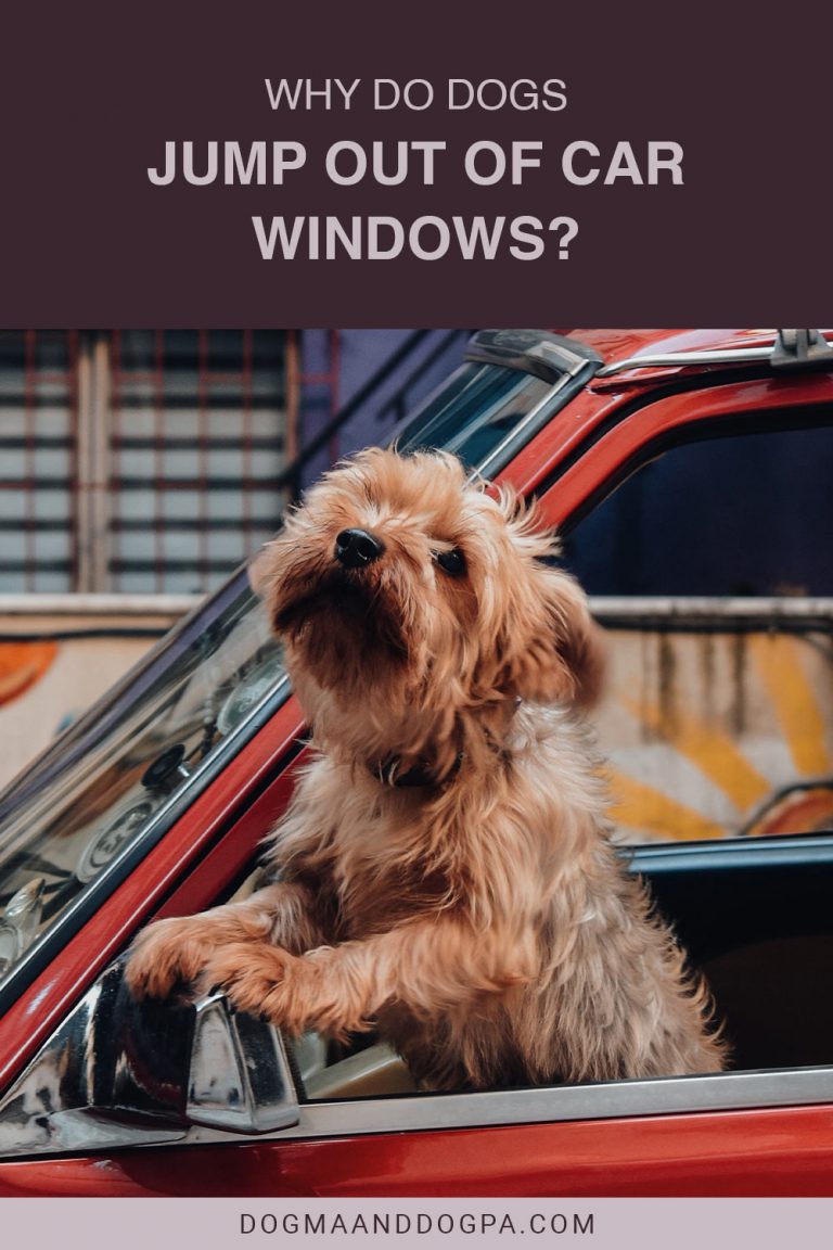 Why Do Dogs Jump Out of Car Windows? Dogma & Dogpa