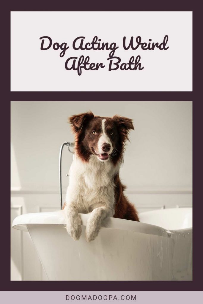 dog-acting-weird-after-bath-dogma-dogpa