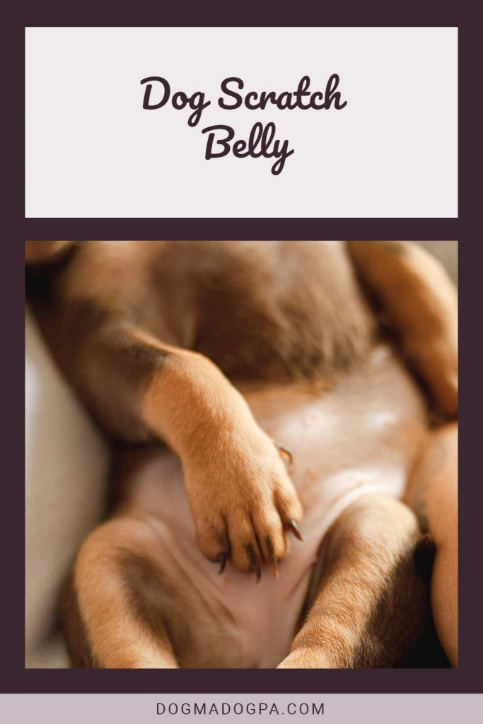 Dog Scratch Belly Dogma & Dogpa