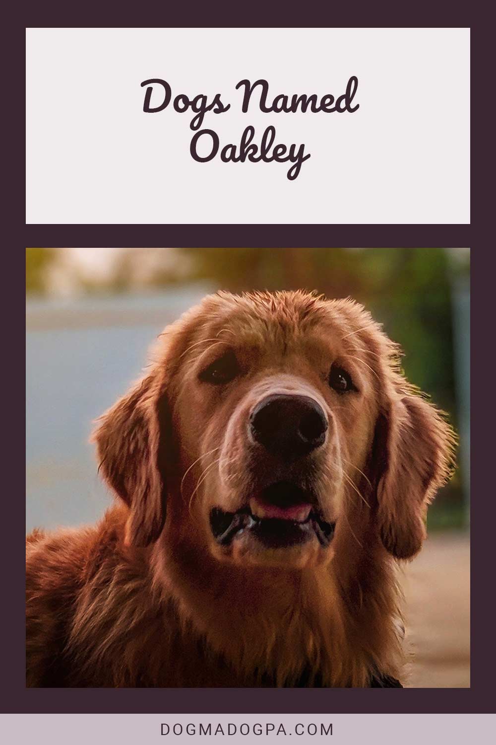 Close up of a Golden Retriever's face - Dogs Named Oakley