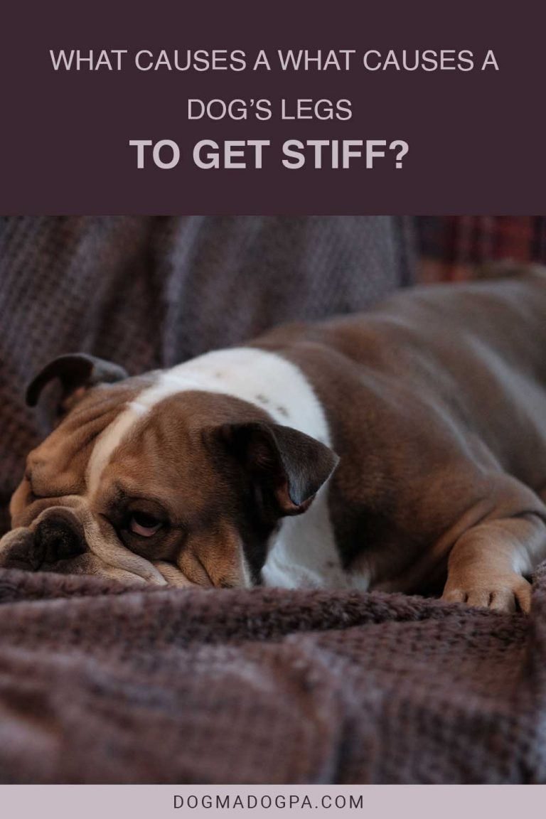 What Causes A Dog's Legs To Get Stiff? Dogma & Dogpa