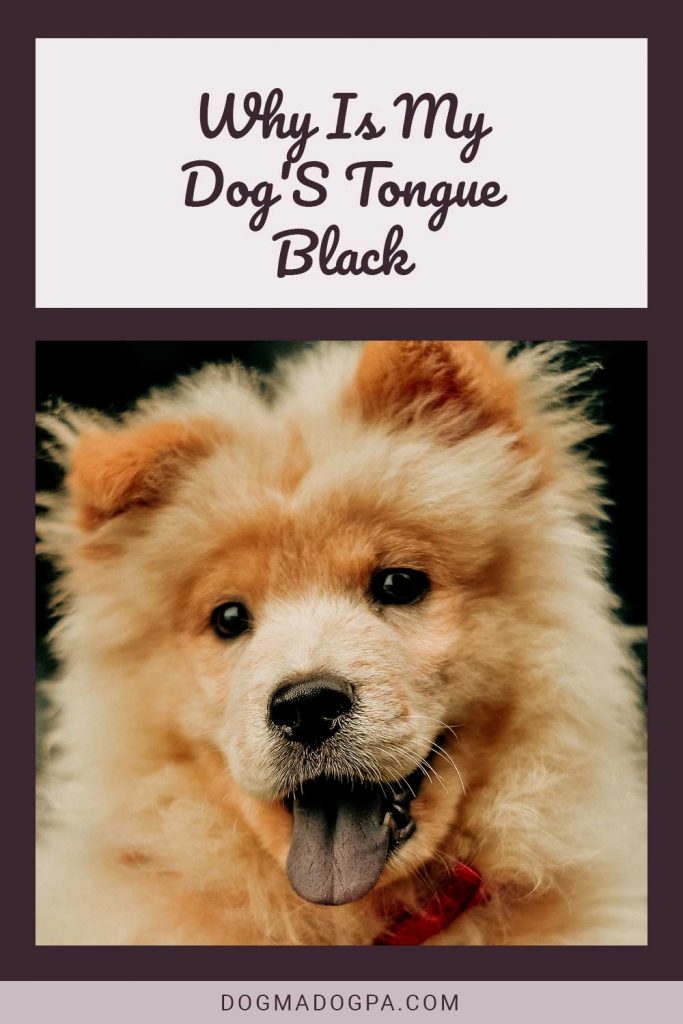 Why Is My Dog'S Tongue Black Dogma & Dogpa