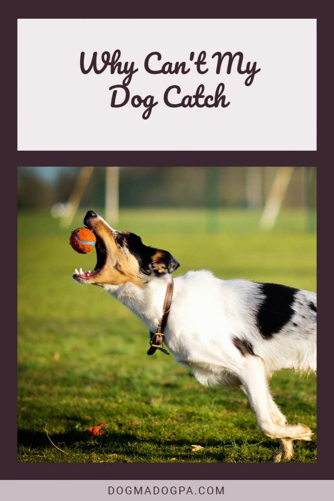 Why Can't My Dog Catch Dogma & Dogpa
