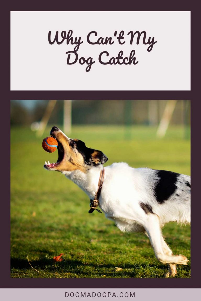 Why Can't My Dog Catch Dogma & Dogpa