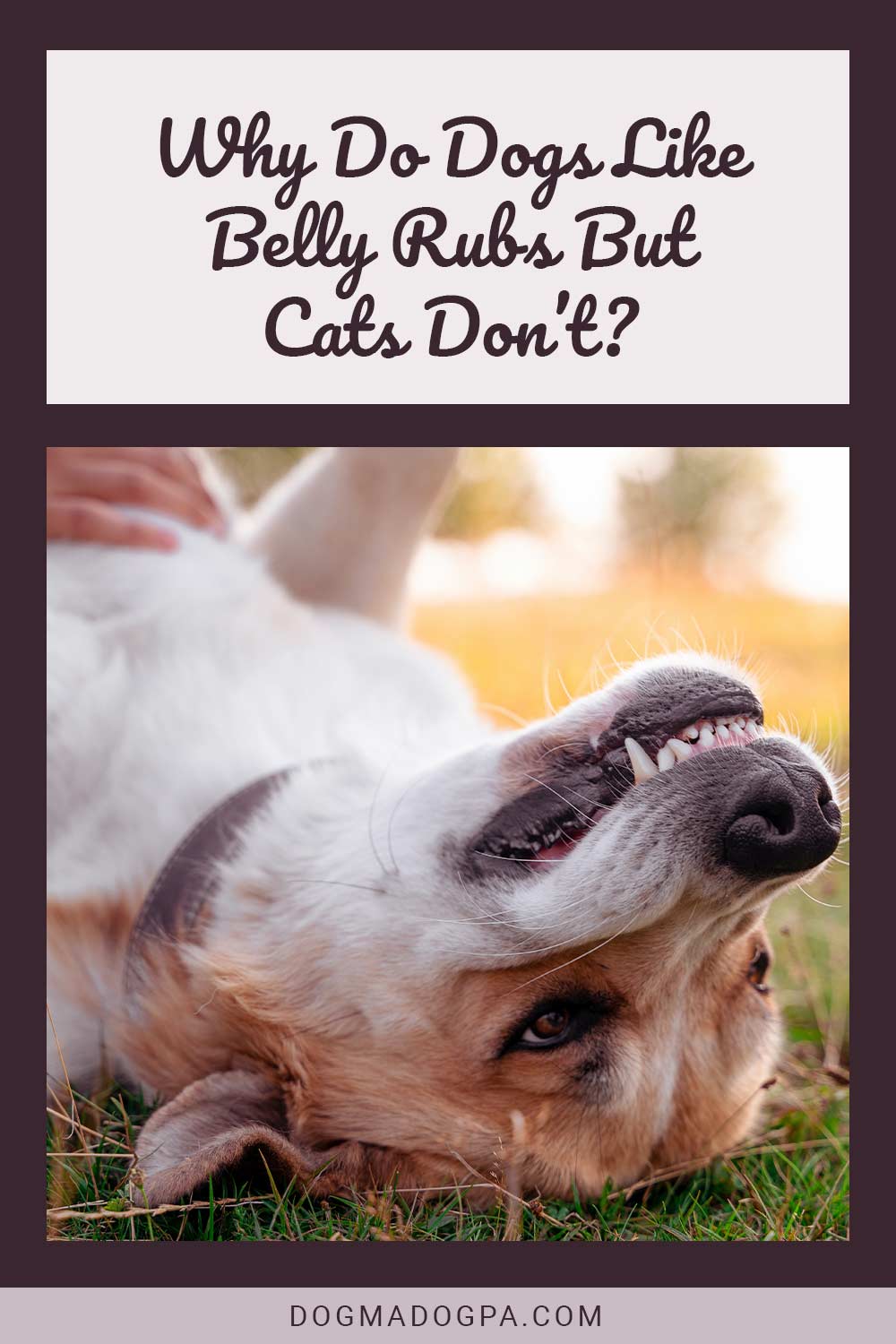 Why Do Dogs Like Belly Rubs But Cats Don’t?