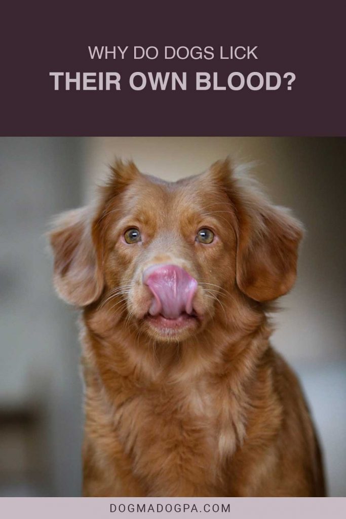 Why Do Dogs Lick Their Own Blood? Dogma & Dogpa