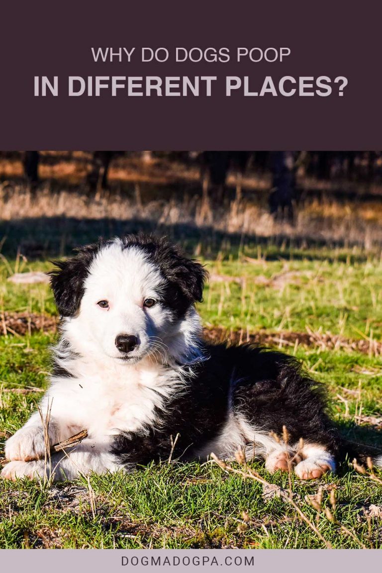 Why Do Dogs Poop In Different Places? Dogma & Dogpa